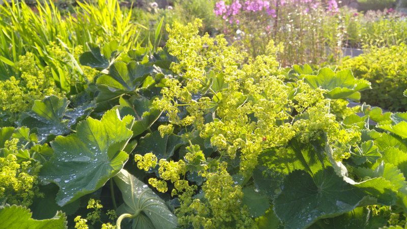 Alchemilla mollis 'Thriller' Jättipoimulehti